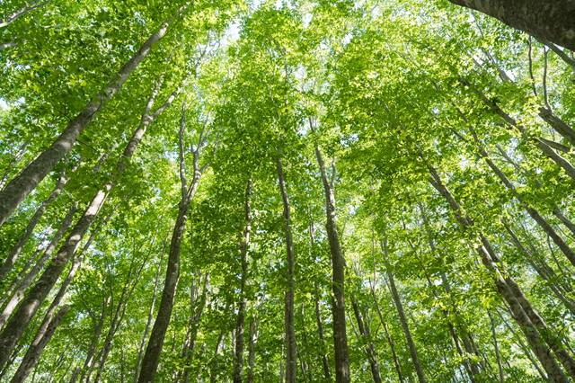 Shinrin-yoku (Forest Bathing): Healing power of nature.