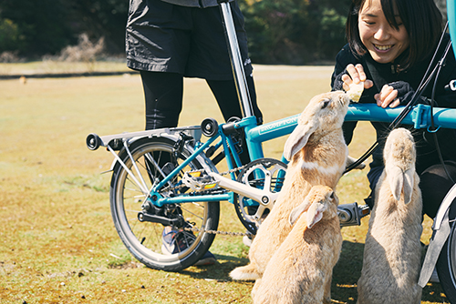 Rabbit Island (Okunoshima)