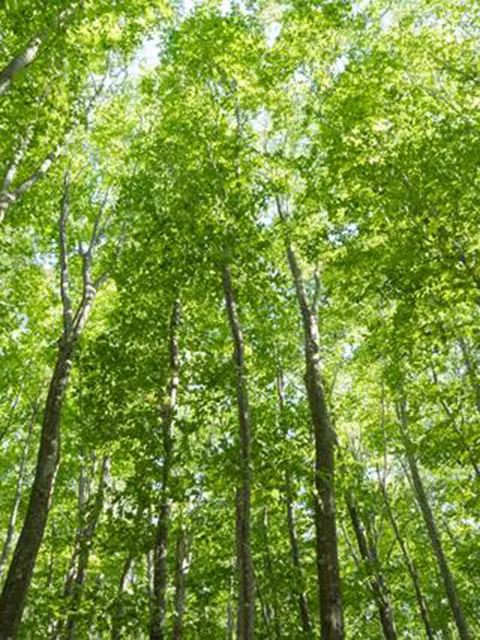 forest bathing
