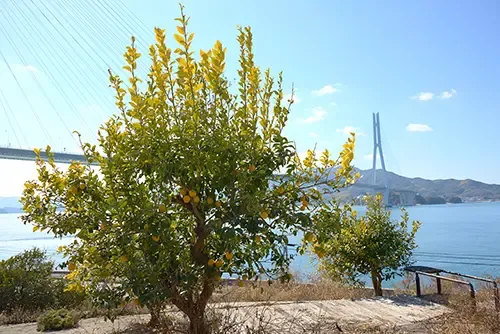 Lemon Valley Walk