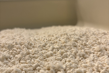 High-quality koji used for fermenting miso