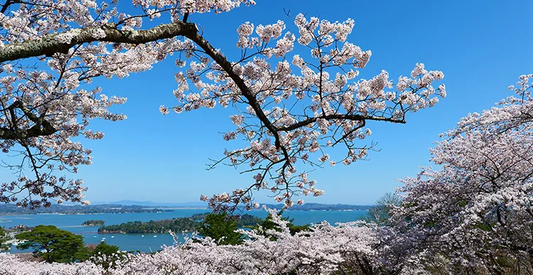 Tohoku’s Spring Bloom & Practice Zen Over Four Days