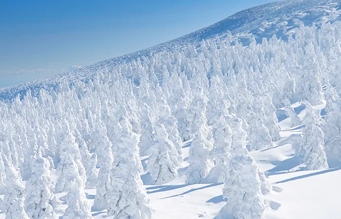 Frost-covered snow monsters standing quietly in the winter mountains of Tohoku.
