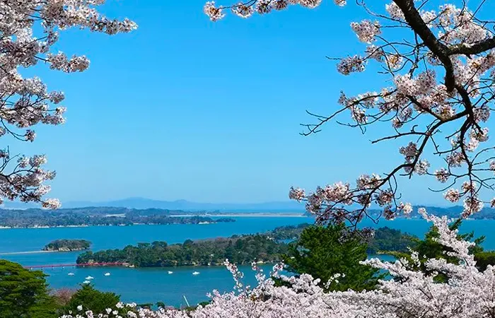 Cherry blossoms frame a distant view of the sea, capturing the peaceful spring scenery of Tohoku.