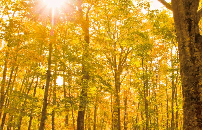 Golden autumn leaves glow in the sunlight, capturing the vibrant seasonal beauty of Tohoku.