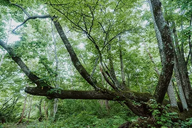 A serene forest scene with towering, moss-covered trees, capturing the quiet beauty and deep natural richness of Tohoku.