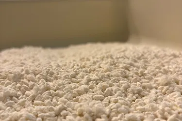 A close-up of fresh koji grains used for crafting white miso, highlighting the delicate texture essential to Japanese fermentation.