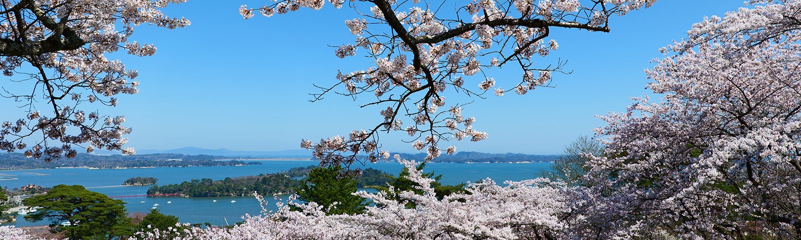 Matsushima with cherry blossoms